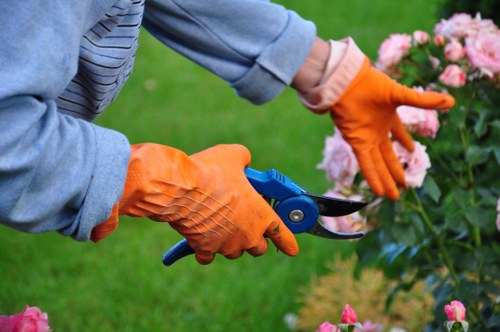 Tree surgeons Wimbledon cookie policy introduction
